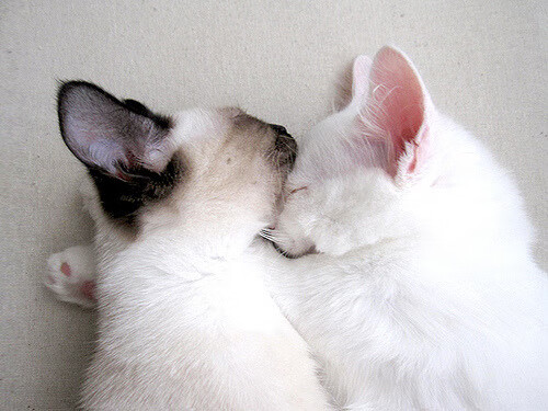 唯一性的胜利，森林狼火力压制雷霆，伦纳德带队彰显领袖风范